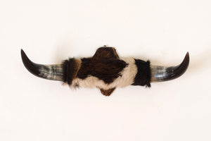 Mounted Cowhide Bullhorns