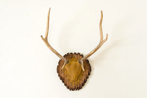 Vintage Elk Horns