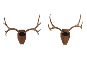Vintage Mounted Antlers