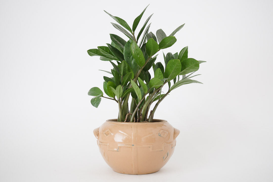 ZZ Plant & Vtg Southwest Planter
