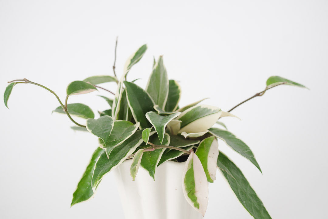 Wax Plant & Vtg Planter