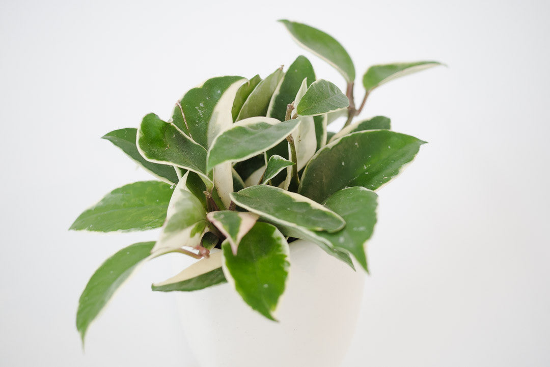 Wax Plant & Vtg Pot