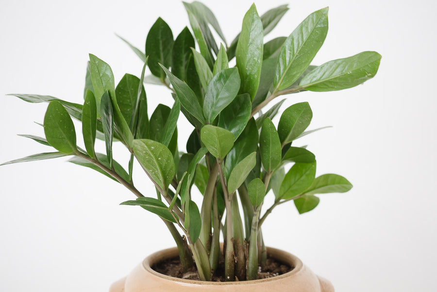 ZZ Plant & Vtg Southwest Planter