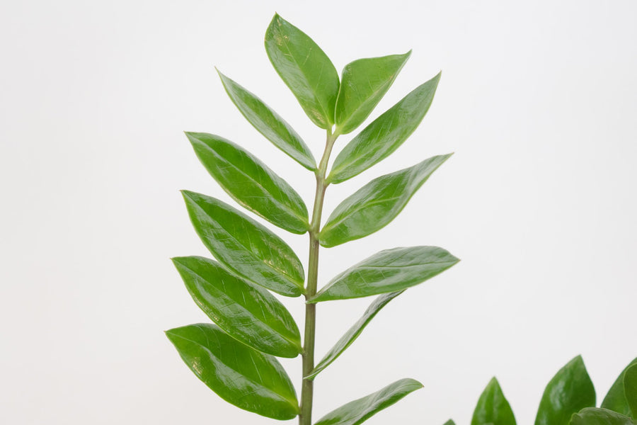 zz plant (package D)