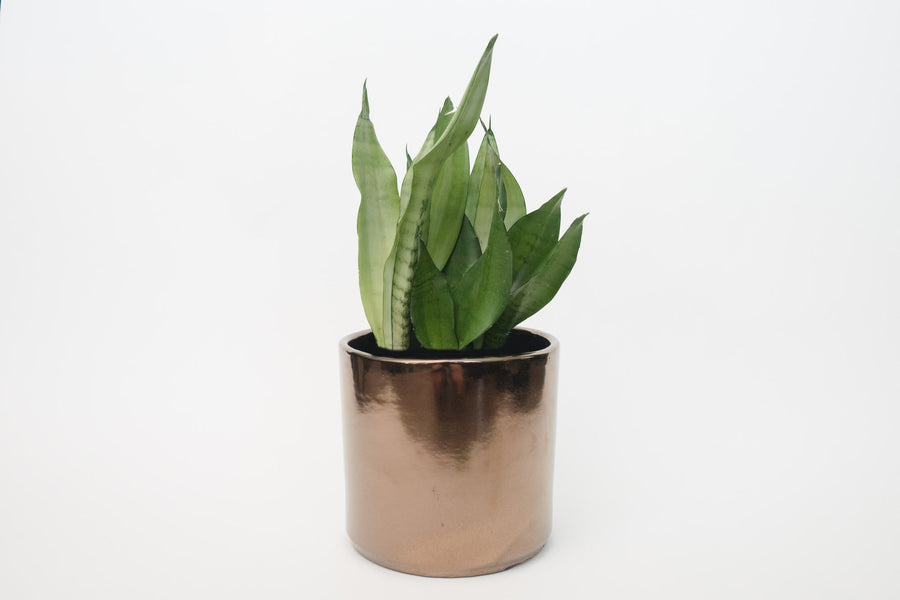 assorted snake plant (Package C)