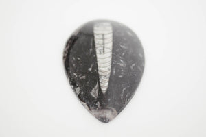 Vintage Orthoceras Fossil