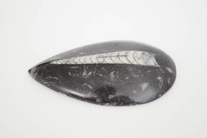 Vintage Orthoceras Fossil