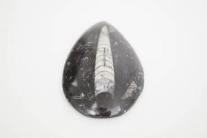 Vintage Orthoceras Fossil