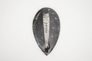 Vintage Orthoceras Fossil
