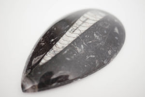 Vintage Orthoceras Fossil