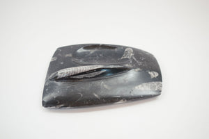 Carved Orthoceras Tray