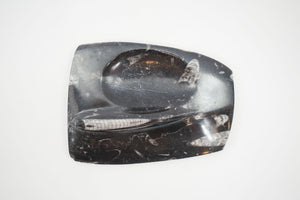 Carved Orthoceras Tray