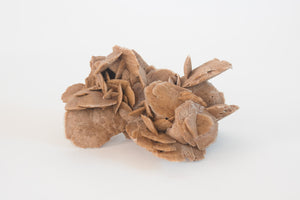 Desert Rose