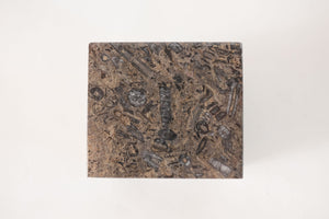 Fossilized Stone Object