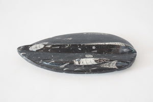 Carved Orthoceras Object