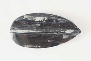 Carved Orthoceras Object