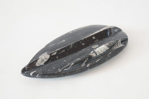 Carved Orthoceras Object