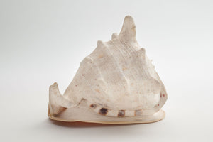 Large Conch Shell