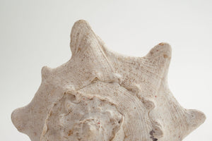 Large Conch Shell