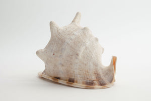 Large Conch Shell
