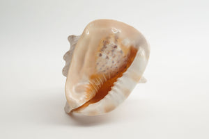 Large Conch Shell