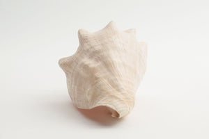 Conch Shell