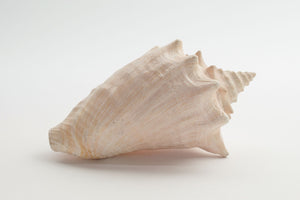 Conch Shell
