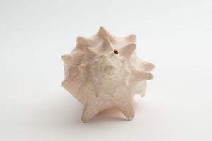 Conch Shell