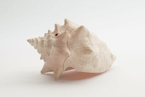 Conch Shell