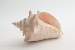 Conch Shell