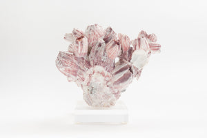Barnacle on Lucite