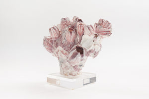 Barnacle on Lucite