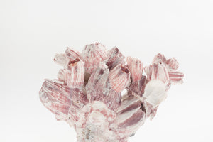 Barnacle on Lucite