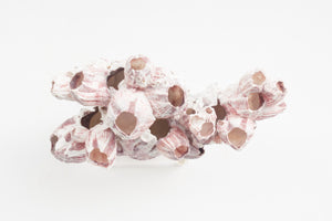Barnacle on Lucite