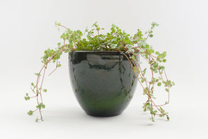 5" Pot / Planter - Wasabi Bell
