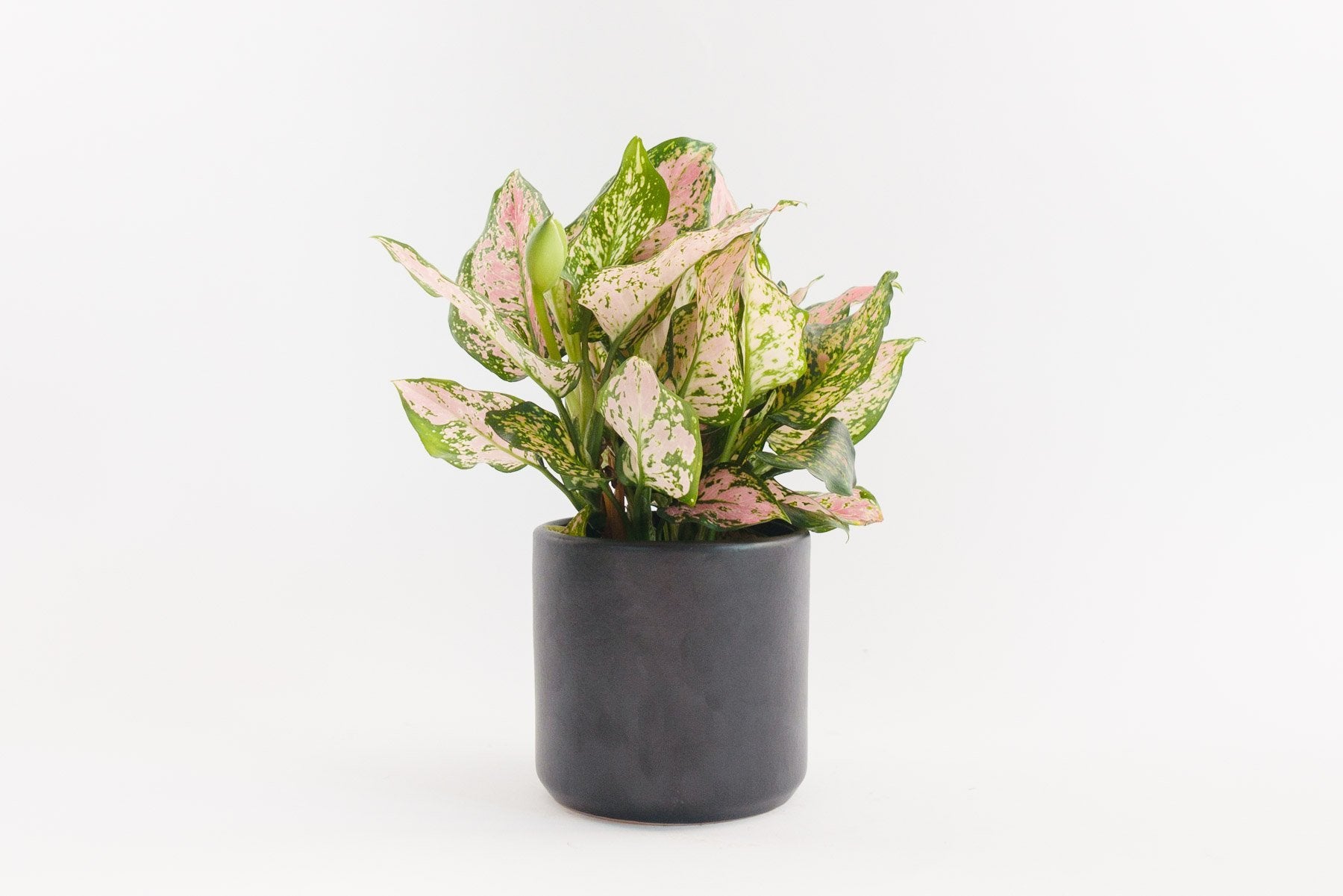 assorted aglaonema (Package A)