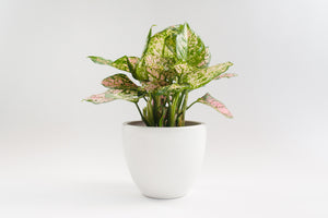 7" Pot / Planter - Gloss White Bell