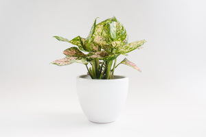 7" Pot / Planter - Matte White Bell