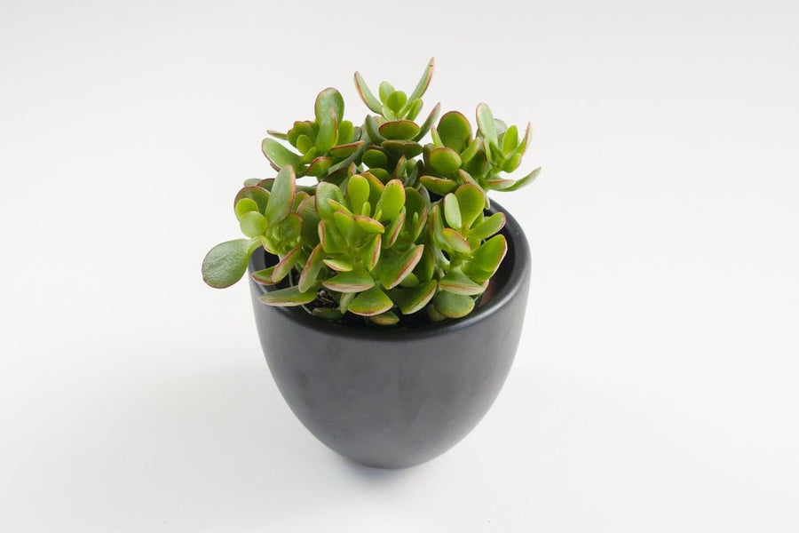 assorted jade (Package B)