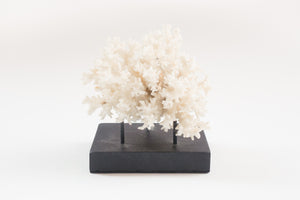 Coral on Stand