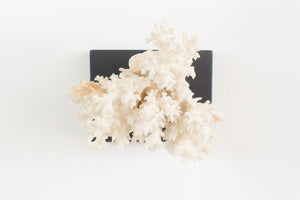 Coral on Stand
