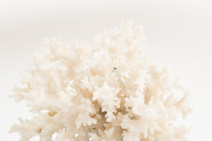 Coral on Stand