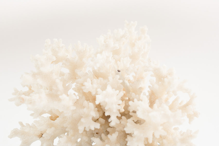 Coral on Stand