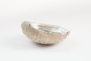 Abalone Shell Tray