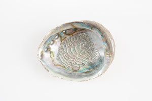 Abalone Shell Tray