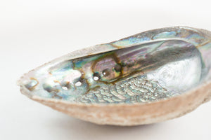 Abalone Shell Tray