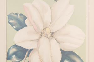 Framed Botanical Prints