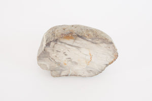 Petrified Stone