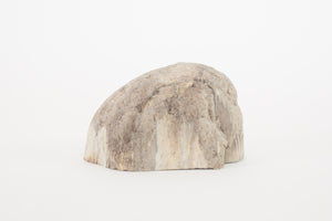 Petrified Stone