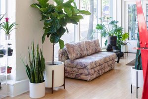 Floral Lounge Chairs